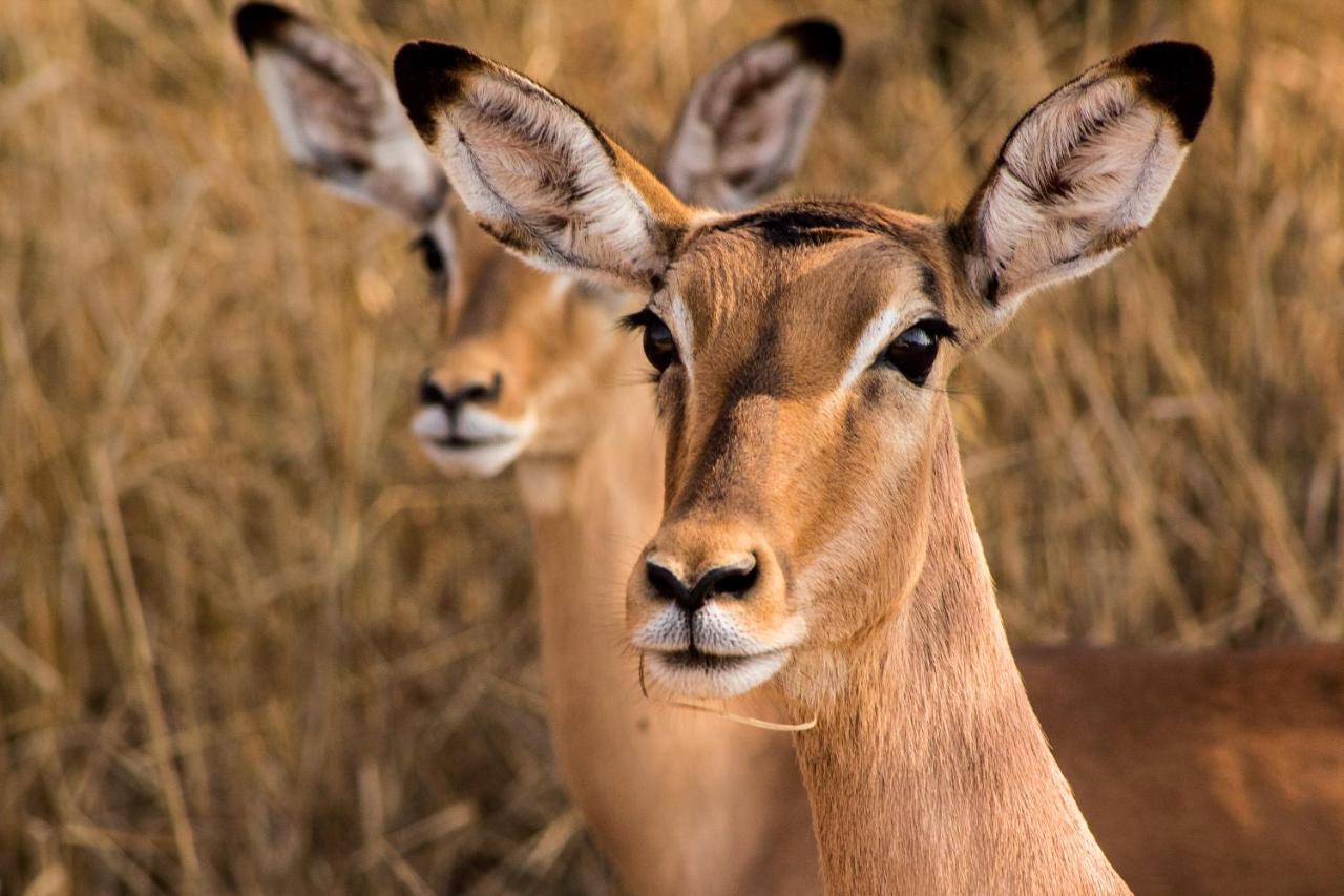 Bass Lake Country Lodge Pretoria-Noord Eksteriør billede