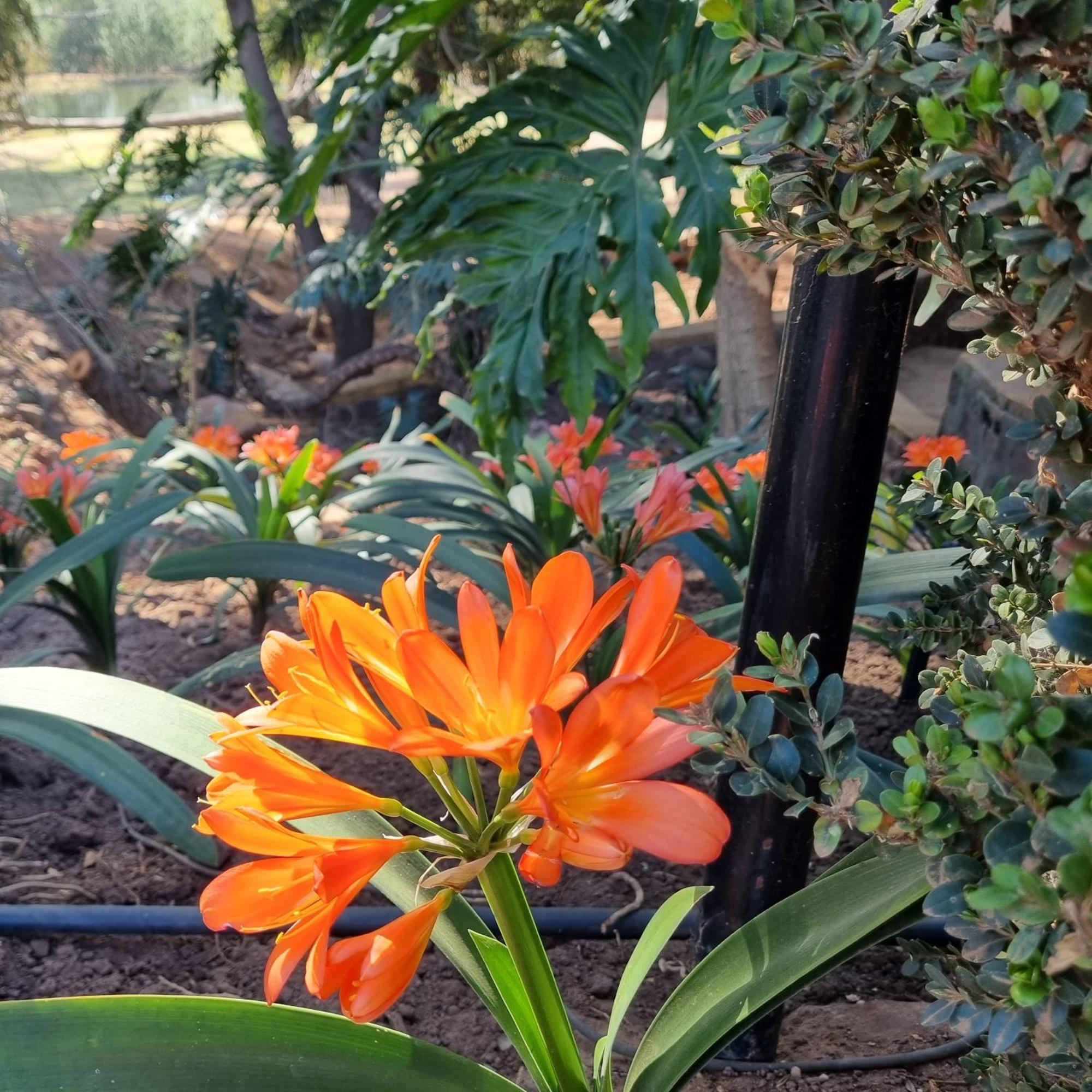 Bass Lake Country Lodge Pretoria-Noord Eksteriør billede